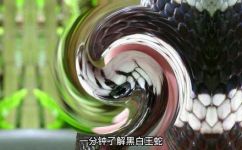 黑白蛇是什么蛇(揭秘黑白蛇的身份，这种蛇究竟是什么品种？)