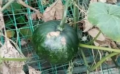 倭瓜花是什么(倭瓜花介绍及种植技巧，了解这个美丽的植物)