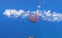 水绕对什么(水绕作用探究水绕的生态价值与用途)