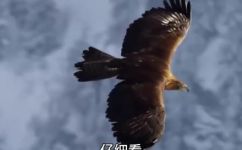 金雕的天敌(揭秘金雕的天敌，让你惊叹)