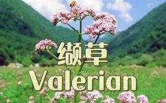 缬怎么读(缬的正确发音是什么？ 详细解说，含音频指南)