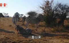 什么马不能骑答案(揭秘：骑什么马才能避免骑行风险？)