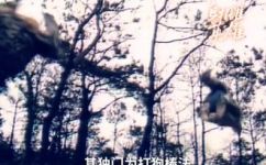 洪七公怎么死的(揭秘洪七公死因，让你知道他是如何离世的)
