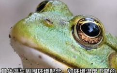 冬眠的动物有哪些(罕见的冬眠动物盘点，你知道有哪些?)