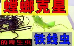 螳螂的天敌是什么(揭秘螳螂的宿敌是谁？探究螳螂生态链中的关键角色)