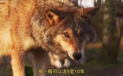 狼的特性与特征(探索狼的特性和特征：了解野性动物的习性与行为)