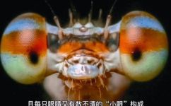 蜘蛛几只脚(蜘蛛有几条腿？一份详细的蜘蛛足数指南)