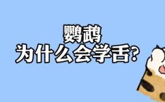 鹦鹉为什么学人叫(鹦鹉为何学人说话？原因解析)
