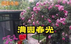 满园春光什么意思(探索满园春光之意，了解花鸟鱼虫的世界)