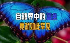 大自然中哪些东西是蓝色的(探秘大自然中的蓝色奇观：哪些生物和景观呈现出蓝色)