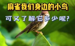 小麻雀的特点(揭秘小麻雀：了解这些特点，成为鸟类观察家的高手)