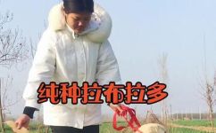 拉布拉多能长多大(拉布拉多犬品种的最大体重及成长限制)