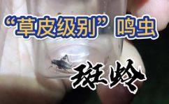 草皮是什么一种什么虫子(草皮及其附着物中的常见昆虫种类介绍)
