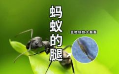 一只蚂蚁几条腿(探究蚂蚁究竟有几条腿？解密蚂蚁的奥秘)