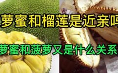 菠萝蜜是榴莲的一种吗(菠萝蜜是不是榴莲？一文解答)
