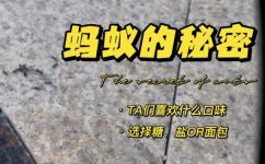 蚂蚁吃什么(蚂蚁的食物是什么？深入探究蚂蚁的饮食习惯)