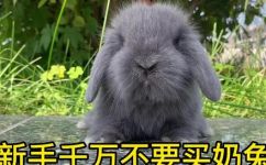 兔子为什么不能送人(为什么兔子不适合当做礼物)