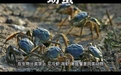 螃蟹是动物吗(螃蟹是动物? 了解螃蟹的分类与特征)