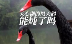 天鹅不能吃吗(天鹅是否可以食用？一文了解天鹅是否安全食用)