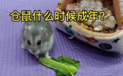 仓鼠多大是成年(仓鼠成年需要多长时间？一起了解它们的生长发育过程)