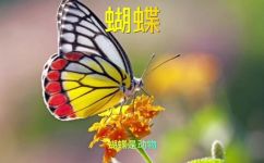 蝴蝶是动物吗(蝴蝶：揭开其真正身份-它到底是属于什么类别的动物?)