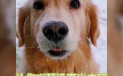 冻成狗什么意思(了解冻成狗的含义：为什么说冻成狗是形容极度寒冷的一种表达？)