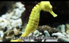 海马的种类有哪些(深入探索：海马王国之不同种类的海马都有哪些？)