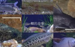 鲗鱼是什么鱼(鲗鱼简介-种类产地养殖方式详解)