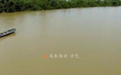 椰子的种子在哪里(寻找椰子种子：从哪里可以找到椰子种子？)