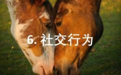 马是怎么叫的叫声(马叫声：探究马发出怎样的声音)