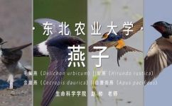 燕子什么颜色(燕子的颜色：探秘不同种类燕子的羽毛色彩)