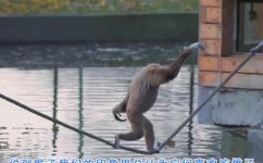 猴子喜欢吃什么食物(猴子最爱的食物有哪些？)