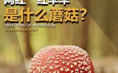 雨伞除了像蘑菇还像什么(雨伞除了与蘑菇相似，还有什么相似之处？)