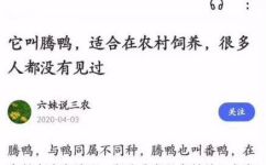 腾鸭是什么家禽(探秘腾鸭：一种独具特色的家禽)