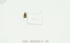 蟑螂长什么样(揭秘蟑螂的外貌和特征，你绝对不知道的真相)