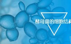 酵母菌有线粒体吗(酵母菌的线粒体情况：探究其存在与否)