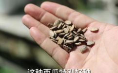 种子怎么用(种子使用指南：让你顺利种出丰收)