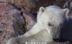 北极熊会游泳吗(了解北极熊的游泳技能：它们是否会在水中游泳？)