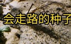 一什么种子(种子之谜：揭开一种神奇植物的奥秘)
