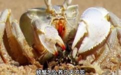 螃蟹几天饿死(螃蟹多少天不吃会饿死？探究螃蟹生存规律)