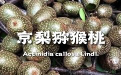 小猕猴桃叫什么(探秘小猕猴桃的名称及其营养特点)