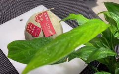 口口蜜是什么水果(口口蜜是哪种水果？探究口口蜜的产地营养和口感)