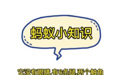 一只蚂蚁几条腿(惊人这只蚂蚁竟然有几条腿？揭秘蚂蚁生物奥秘)
