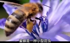蜜蜂是什么动物(探寻蜜蜂的真正面貌-它们到底是什么动物？)