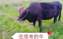 什么是农村耕田的力畜(农村耕田：力畜的重要作用和作业技巧)