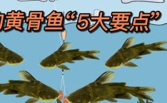 如何钓黄颡鱼(技巧详解：如何成功钓到黄颡鱼)