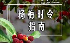 福建杨梅什么时候成熟(福建杨梅成熟时间查询，2021年福建杨梅成熟期表)