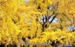 银杏树产地(银杏树产地分布及特点，了解银杏生长环境及属性)