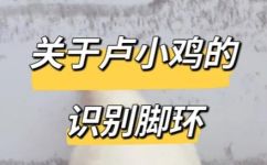 小白的哪只脚有(哪只脚是小白的？如何判断小狗的左右脚？实用技巧)