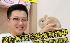 可不可以给兔子剪指甲(如何为宠物兔剪指甲-实用技巧分享)